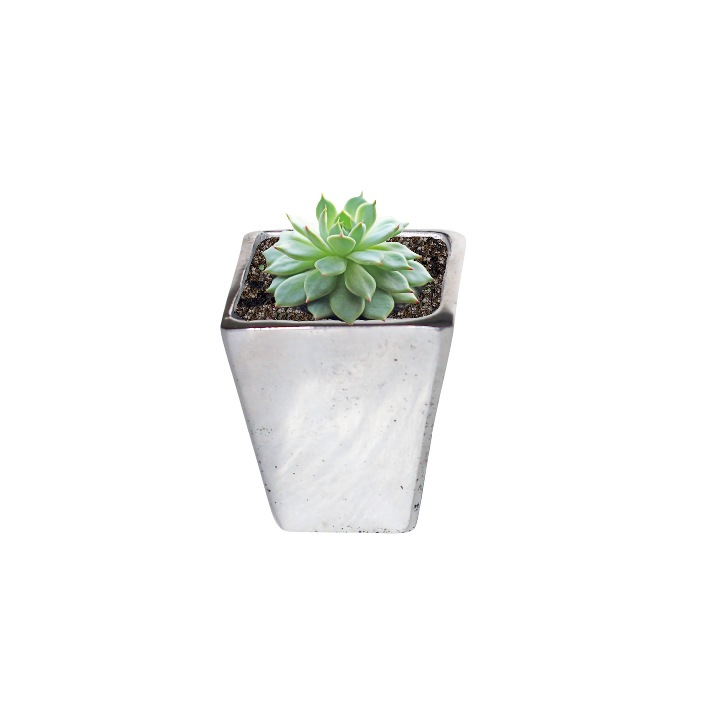 Tall Square Mini Pewter Silver-Finish Pot