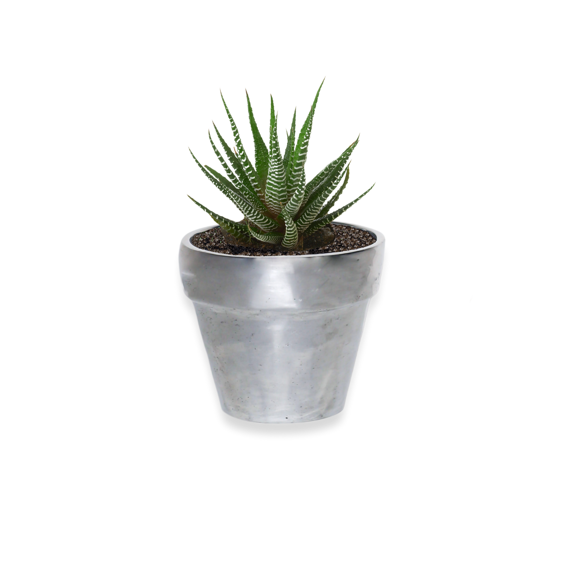 small silver pots for plants Modern Tapered Design Pewter Silver-Finish Mini Pot – Blissara
