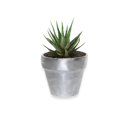 Modern Tapered Design Pewter Silver-Finish Mini Pot