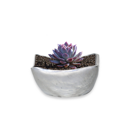 Curved Square Pewter Silver-Finish Mini Pot